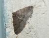 Aleucis distinctata